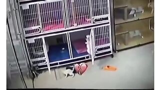 Cats video 6