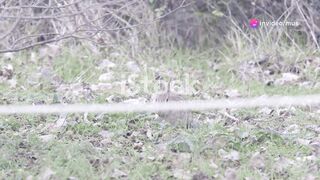 Rabbit Behavior and Communication