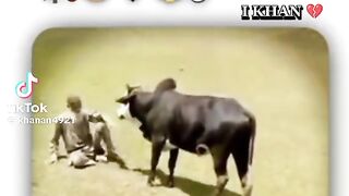 Animal love 7
