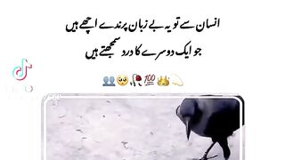 Birds fish