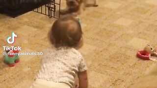 Funny animal clip