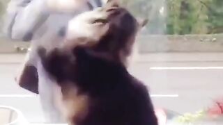 cat waving