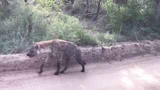 animal video 4