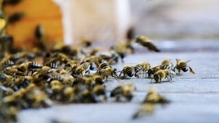 The most beautiful kingdom in the animal world