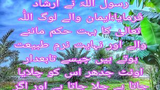 Iman wale log