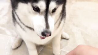 Funny???? dog video viral????