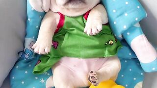 Cute funny little puppy dog