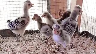 Nib of chicken? Haha