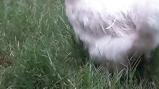 Green grass and who