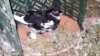 Very beautiful bird sitting