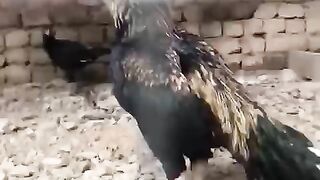 The chicken ll rooster chicken