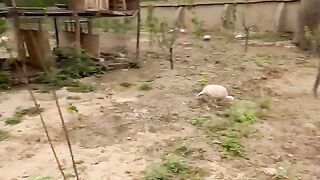 The farm for chicken
