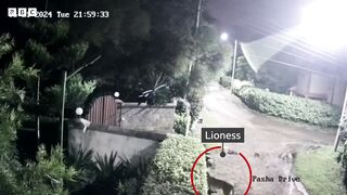 Lion caught on CCTV snatching a rottweiler - BBC Africa