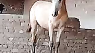 Horse video ????????