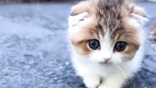 Funny Cat 62