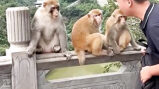 Funny monkey.  Monkey mountains in china