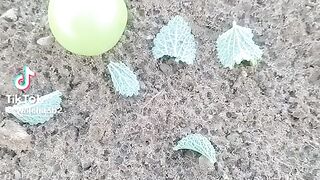 علاج السرطان بفضل الله