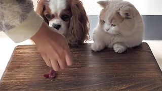 Funniest cats and dogs video ????????