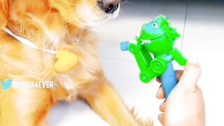 Funny video