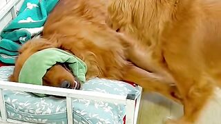 "Hilarious Puppy Antics: Try Not to Laugh at These Adorable Furballs!"