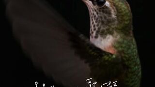 video 508