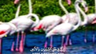 video 509