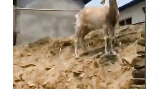 Speaking with goat