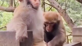 Monkey oh monkey