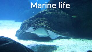 Marine life