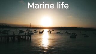 Marine life lovers