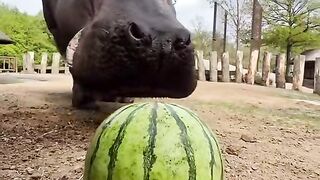 "Watch This Hungry Hippo Crush a Watermelon in Seconds! ????????"