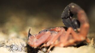 Insecte