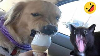Best-Of-The-2024-Funny-Animal-Videos
