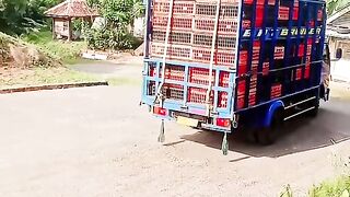 ayam broiler || kata kata lucu 11