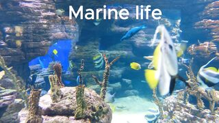 Marine life 2