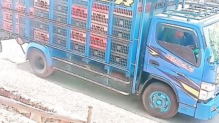 ayam broiler || kata kata lucu 12