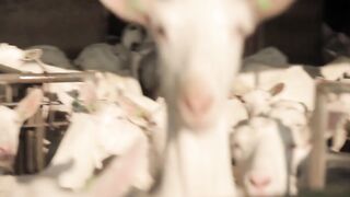 Les animaux de la ferme - leur cri, leurs petits, leur famille