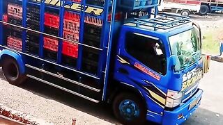 ayam broiler || kata kata lucu 13