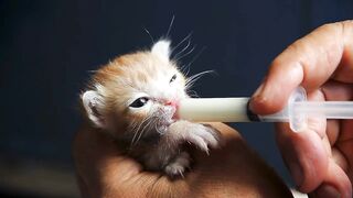 Kittens | Little Paws Big Hearts ❤️