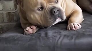 Not all dog that have time for play