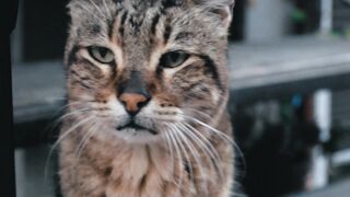 Beautiful cat 15
