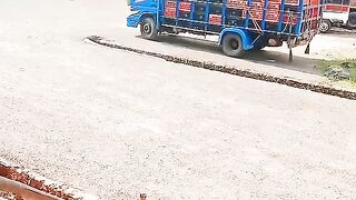 ayam broiler || kata kata lucu 15