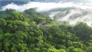 The World's largest tropical rainforest