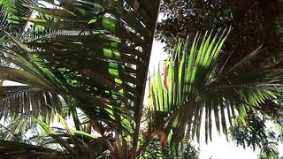 Sun palm beach