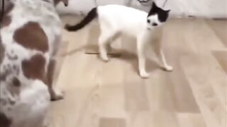 Funny videos on cats and dogs battle.