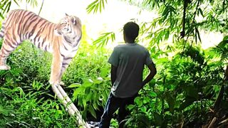 ketemu tiger