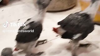 Upload video 2