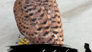 Falcon bird