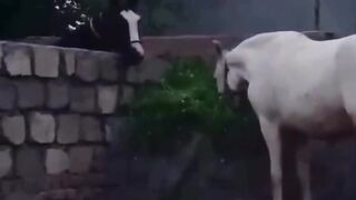 Horse video 5