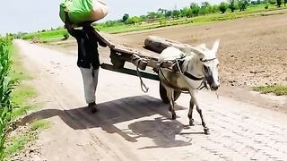 funny video 483